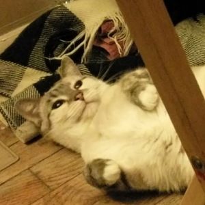 Meet your Posher, Ellie